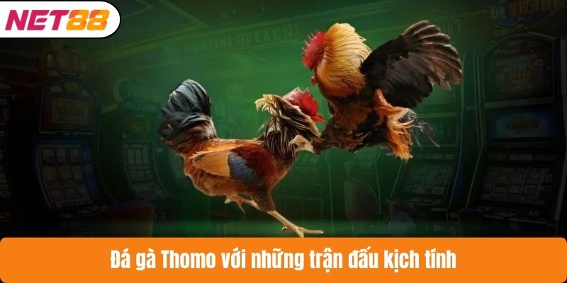 Đá gà Thomo với những trận đấu kịch tính