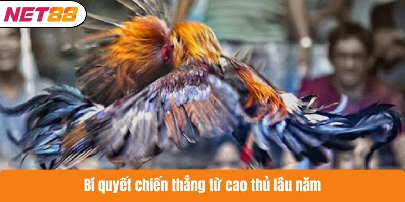Bí quyết chiến thắng từ cao thủ lâu năm