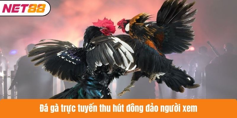 Đá gà trực tuyến thu hút đông đảo người xem