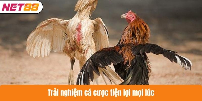 Trải nghiệm cá cược tiện lợi mọi lúc